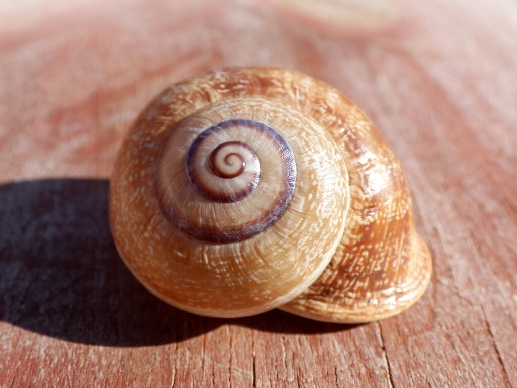 snail 2092859 1280